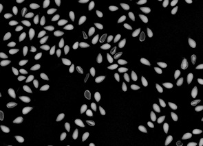 Análise de sementes